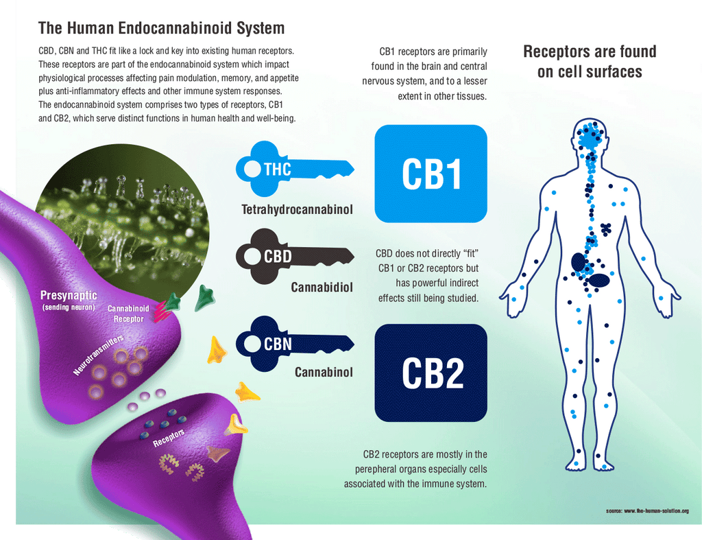 CANNABINOID SYSTEM AT A GLANCE
