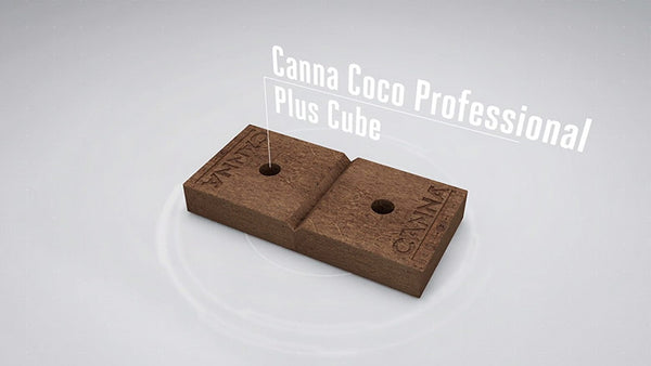 CANNA COCO PROFESSIONAL PLUS CUBE